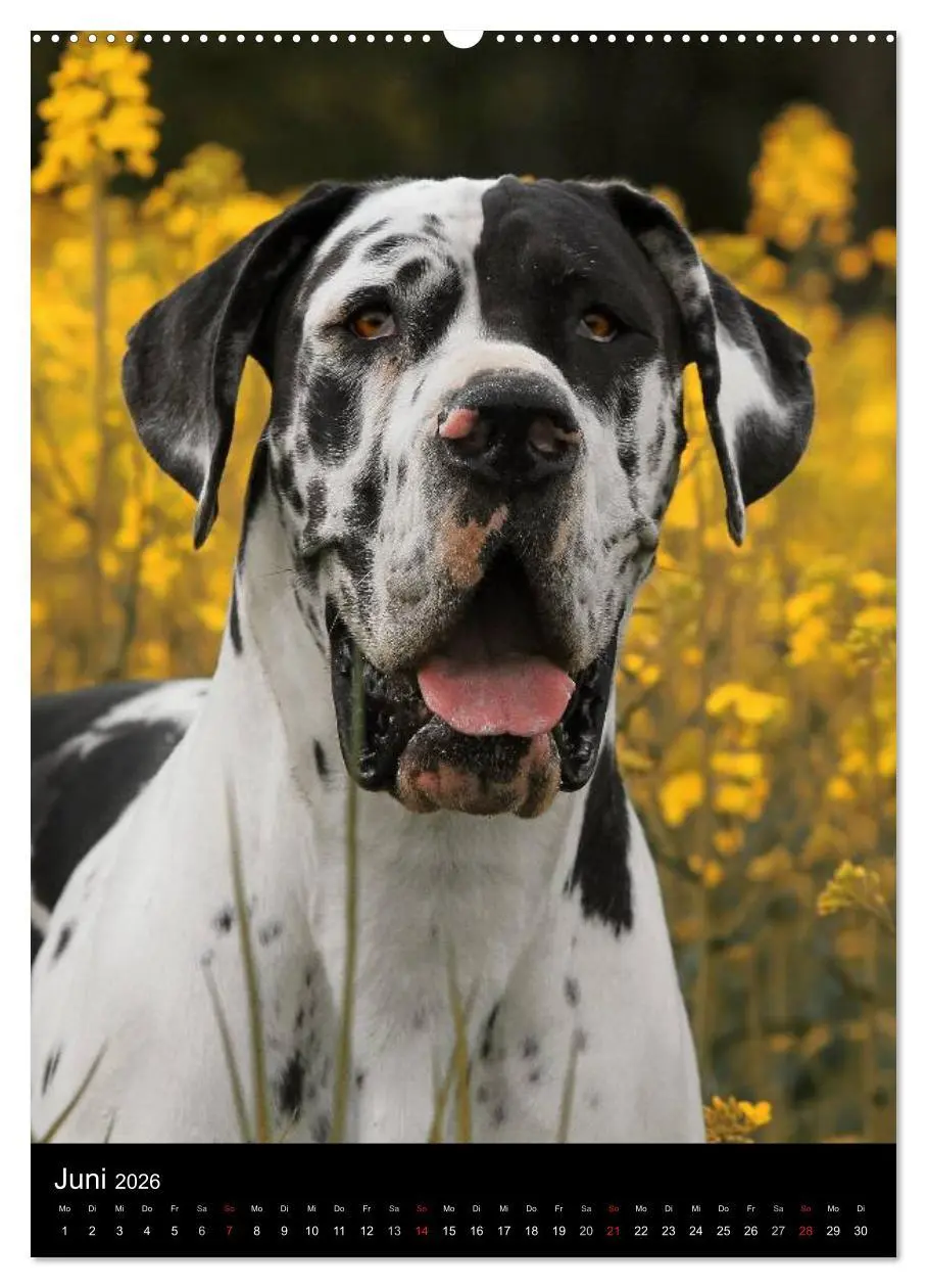 Bild: 9783516428162 | Faszination Deutsche Dogge (Wandkalender 2026 DIN A2 hoch),...